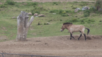 321-0670 Safari Park - Przewalski's horse